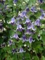 Clematis 'Fascination'  PBR   4LD